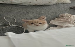 British Shorthair cats for sale: British Short hair kitten  - Advert 6