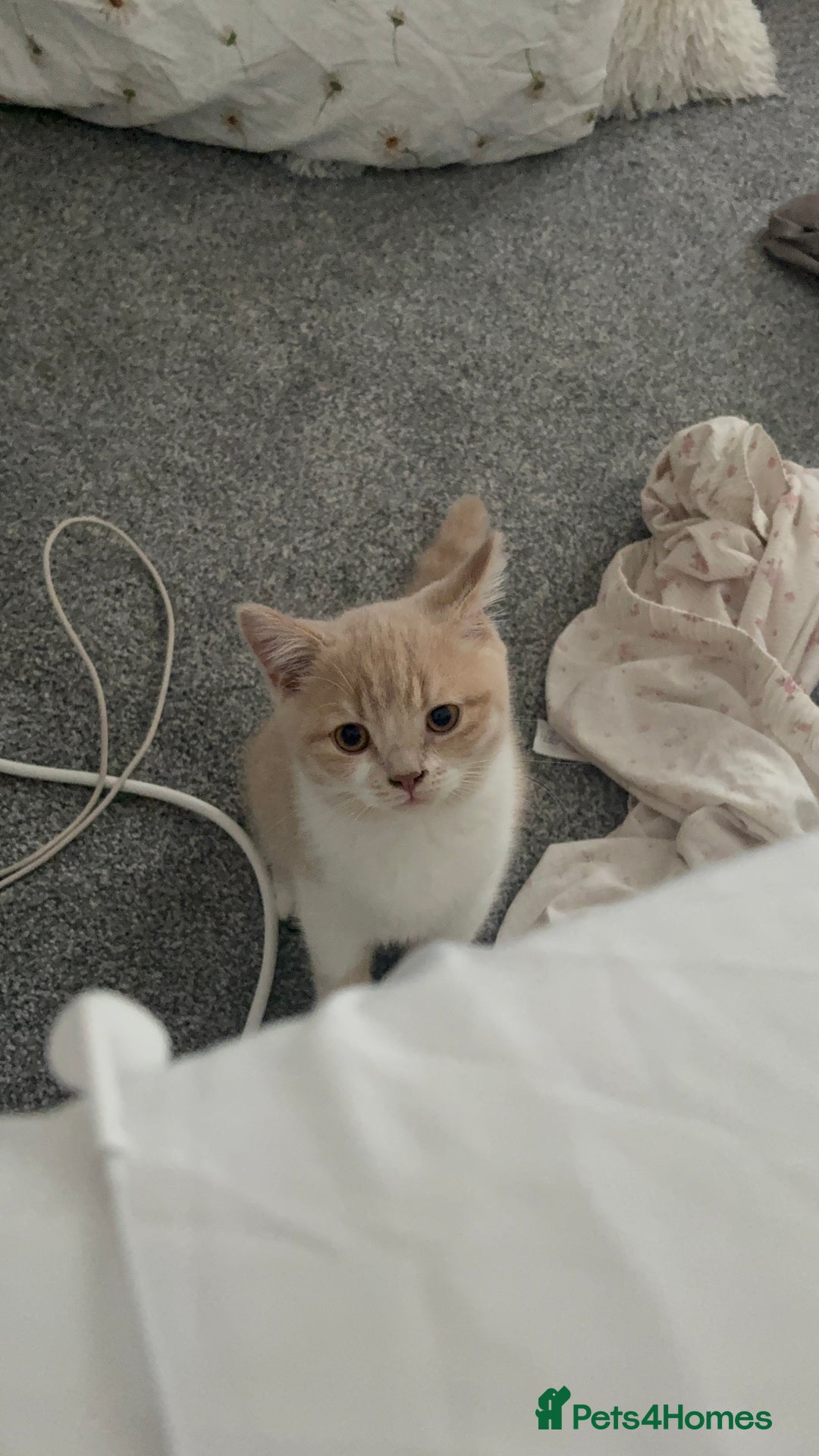 British Shorthair cats for sale: British Short hair kitten  - Advert 6