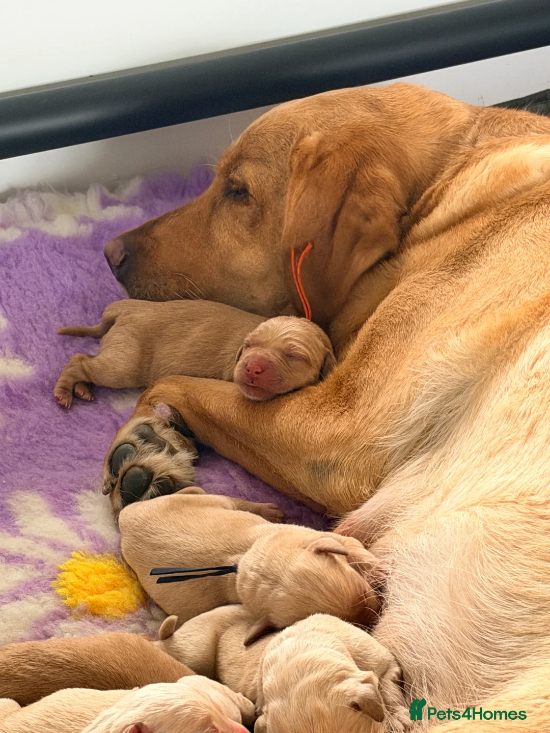 Labrador Retriever dogs for sale: KC registered labrador pups  in Halstead - Advert 1