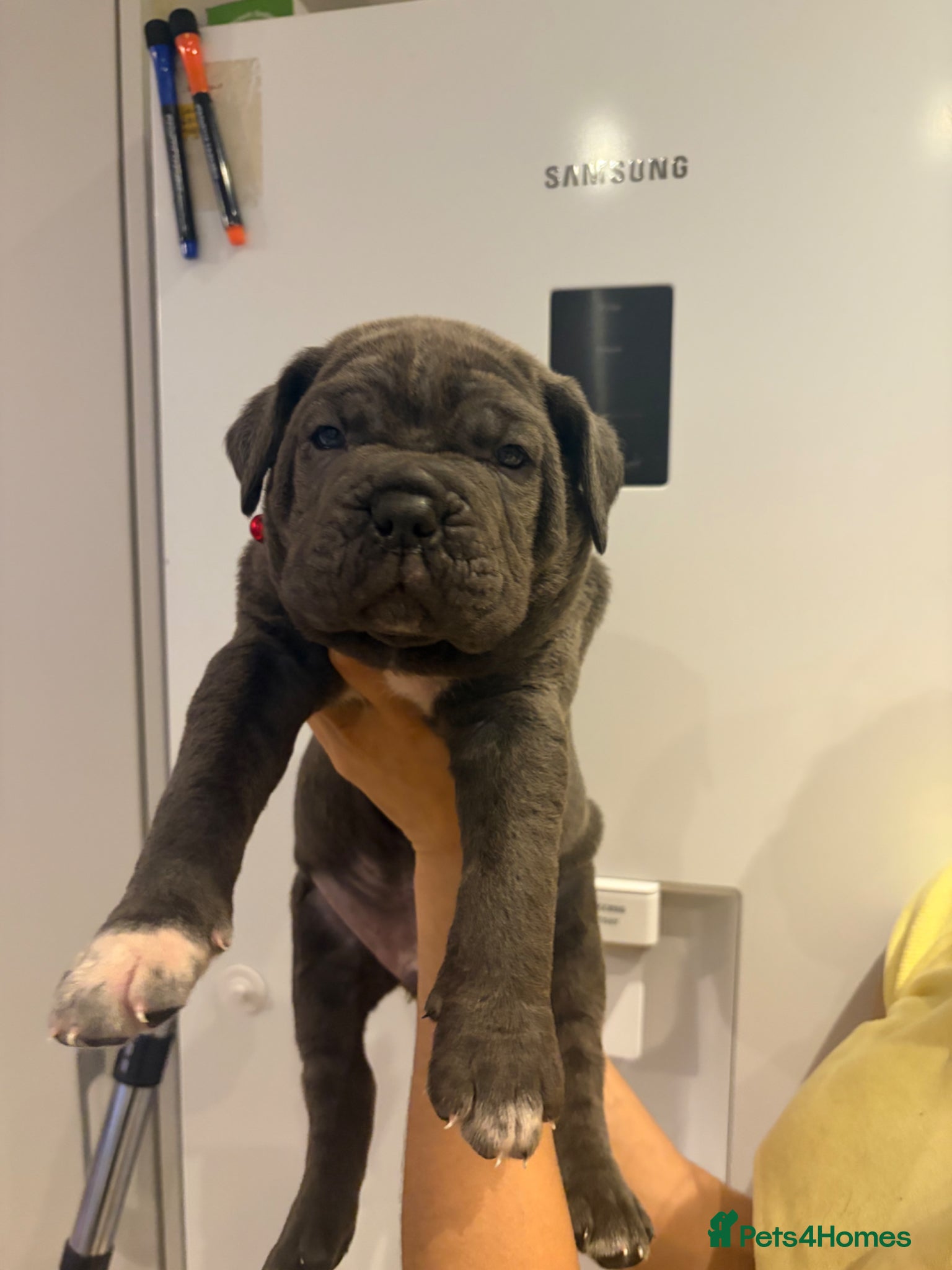 Cane Corso dogs ✨Top Quality Russian Bloodline Cane Corso Puppies✨ - Advert 1