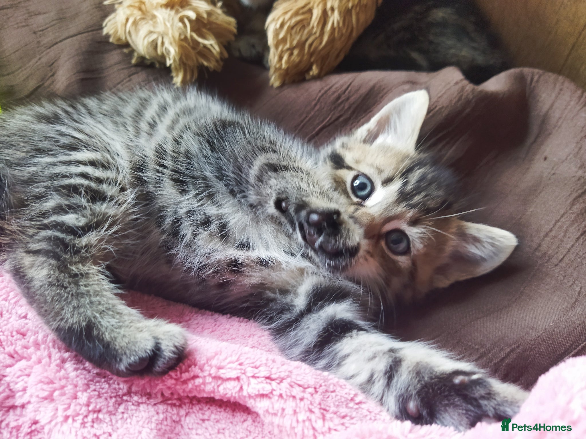 Mixed Breed cats 3 Bangle X kitten ready  for new home  - Advert 2