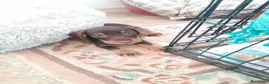 Miniature Dachshund 1