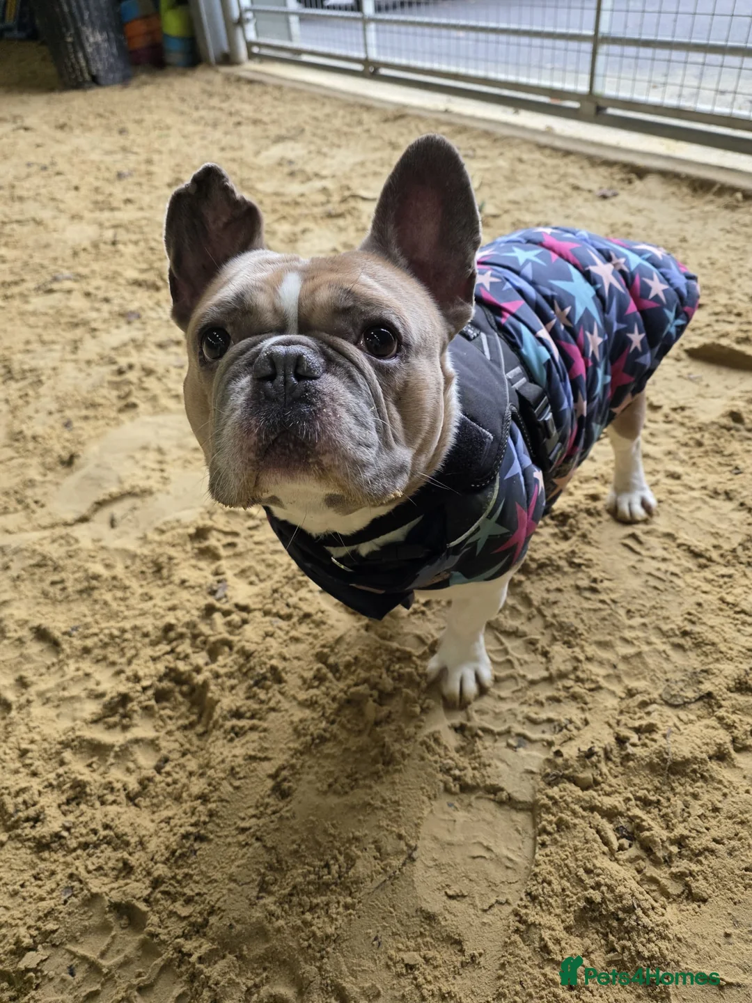 French Bulldog dogs for adoption: Ludo  - Advert 5