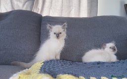 Ragdoll cats for sale: GCCF SEALPOINT RAGDOLL KITTENS - Image 5