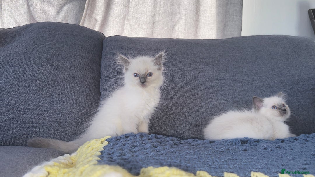 Ragdoll cats for sale: GCCF SEALPOINT RAGDOLL KITTENS - Image 5