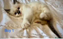 Ragdoll cats for sale: Pure Ragdoll Kittens - Image 3