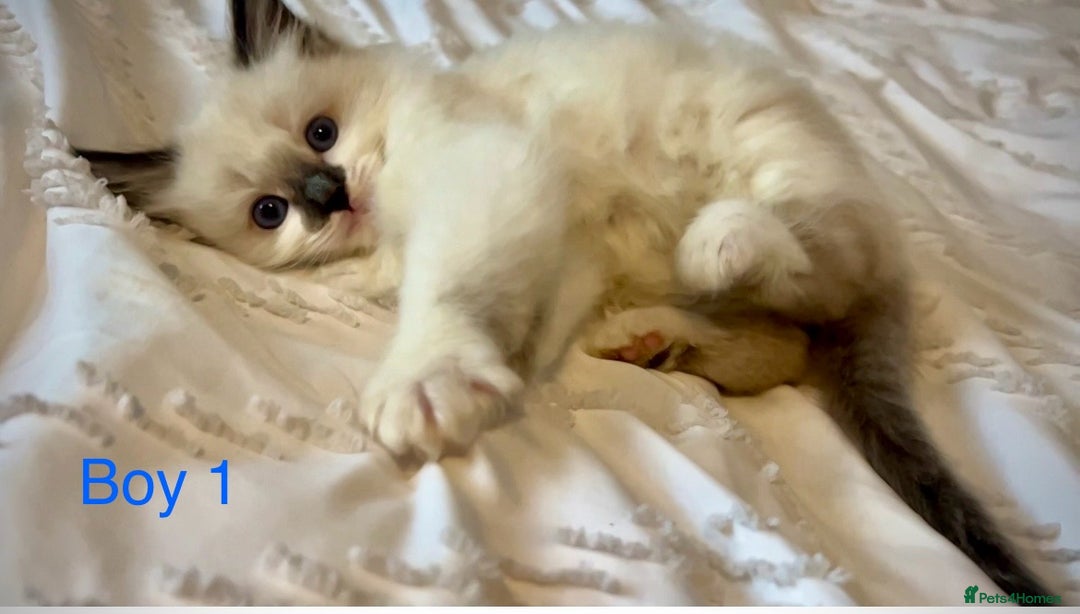 Ragdoll cats for sale: Pure Ragdoll Kittens - Image 3