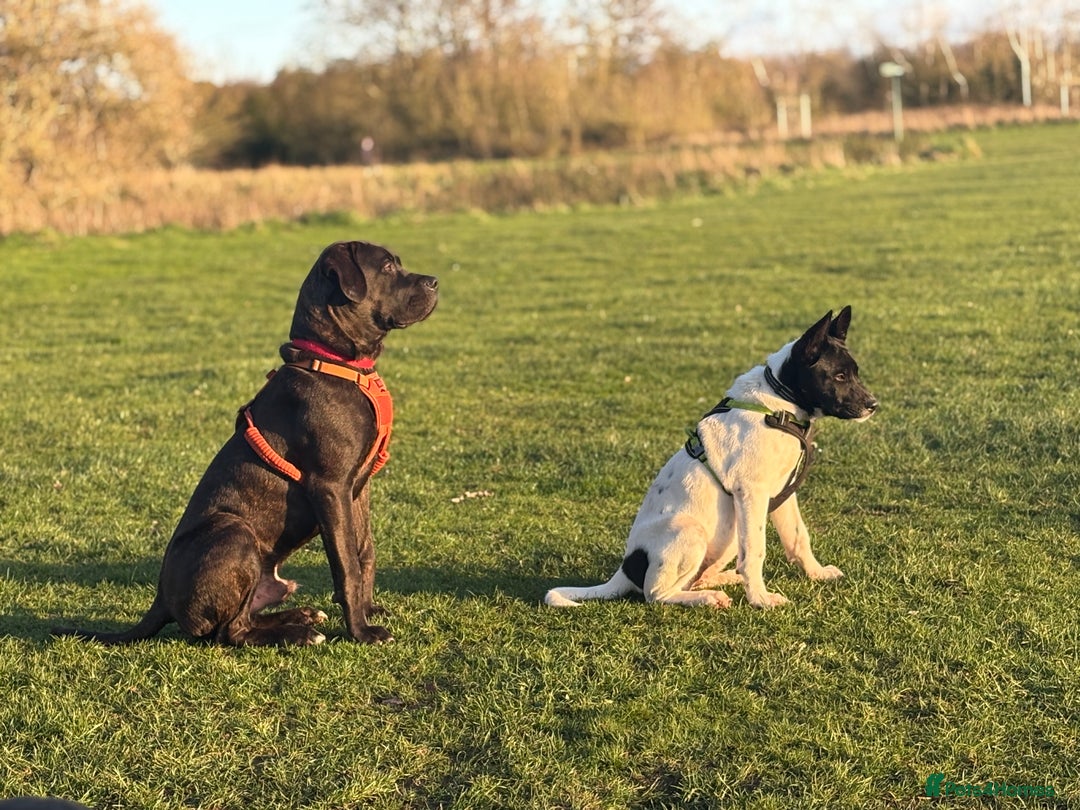 Cane Corso dogs for sale: 9 month old cane corso  - Advert 5