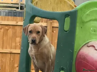 Labrador Retriever dogs Labrador - Advert 2