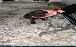 French Bulldog dogs for sale: 4 Little puppy original french bulldog 3 girls1 bo - Image 4