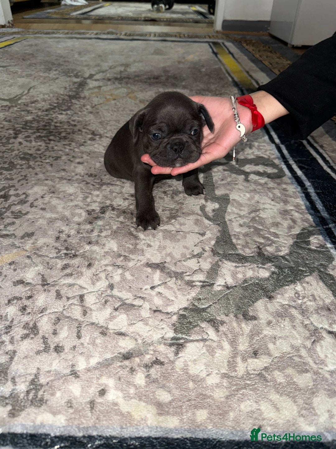 French Bulldog dogs for sale: 4 Little puppy original french bulldog 3 girls1 bo - Image 4