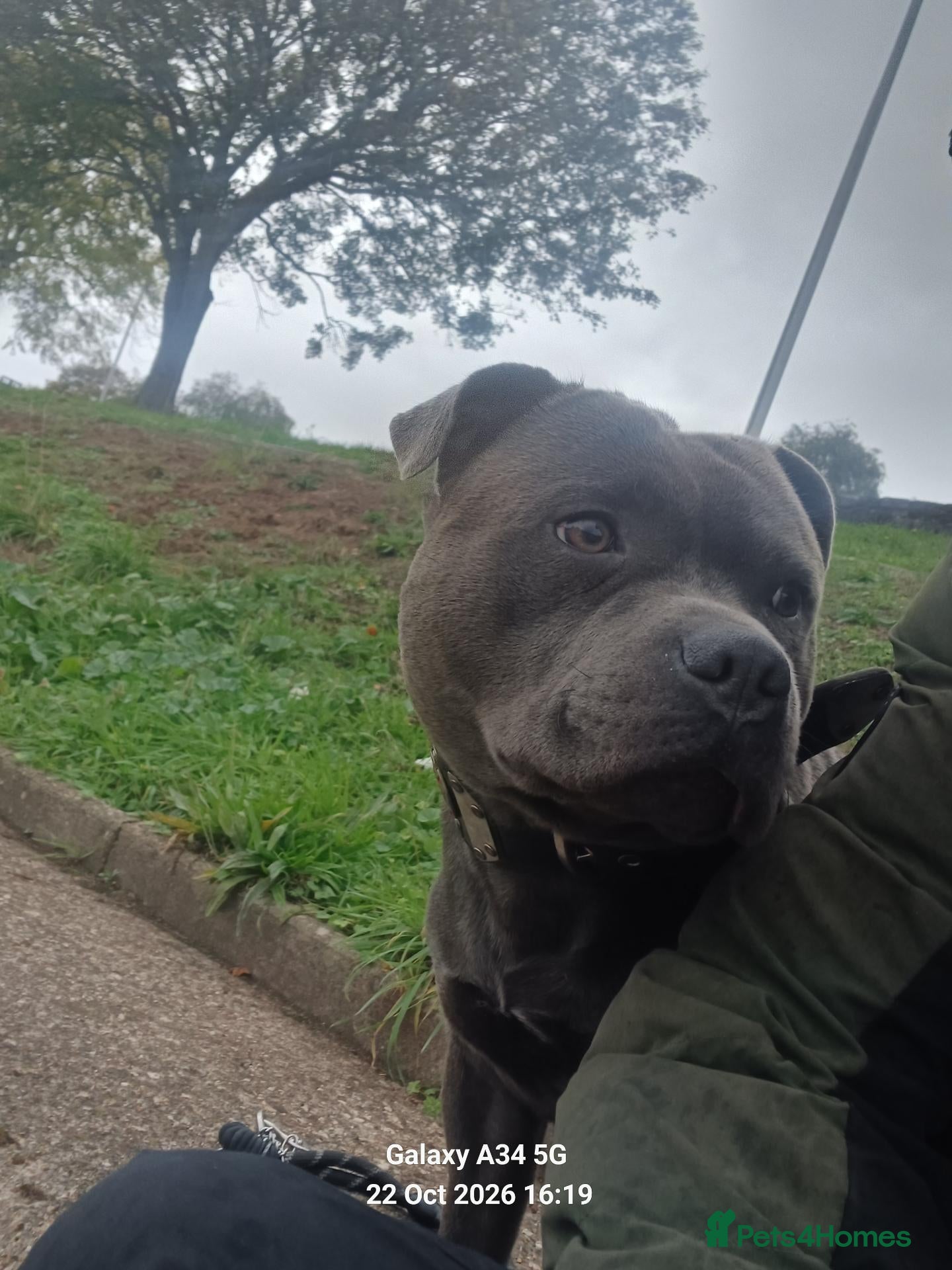 Staffordshire Bull Terrier dogs for stud: Stunning staffy for stud. Fully kc handsome lad - Advert 3
