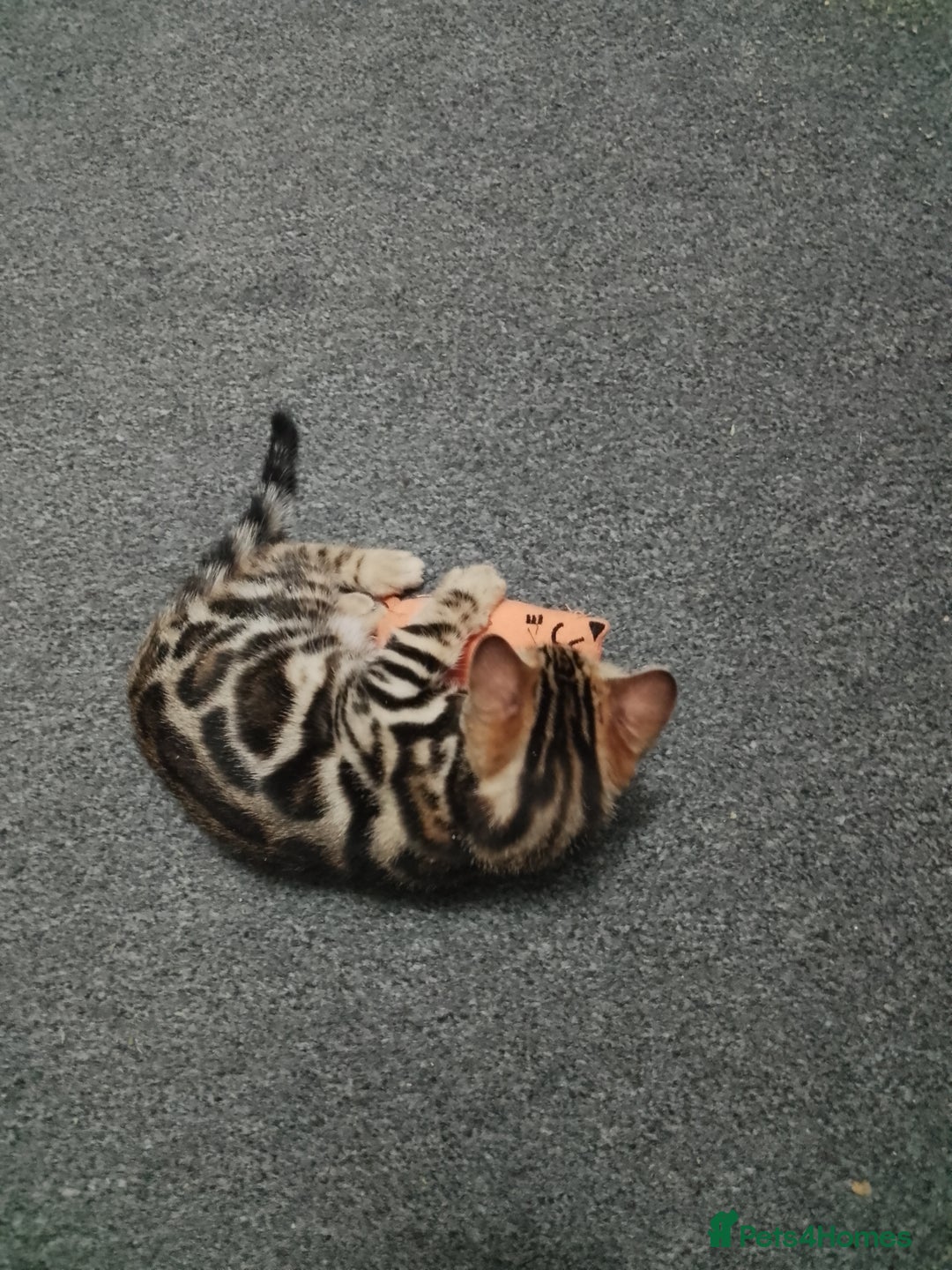 Bengal cats for sale: Purebred Silver and brown male Bengal kittens - Advert 7