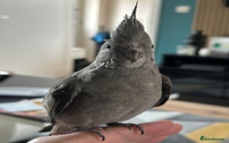 Cockatiels birds for sale: Male Handreared whiteface cockatiel for sale - Image 4