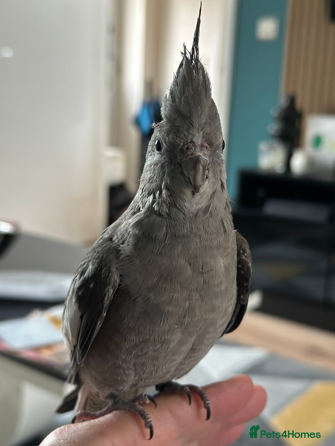 Cockatiels birds for sale: Male Handreared whiteface cockatiel for sale - Image 4