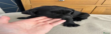 Baby Bluey - GIRL