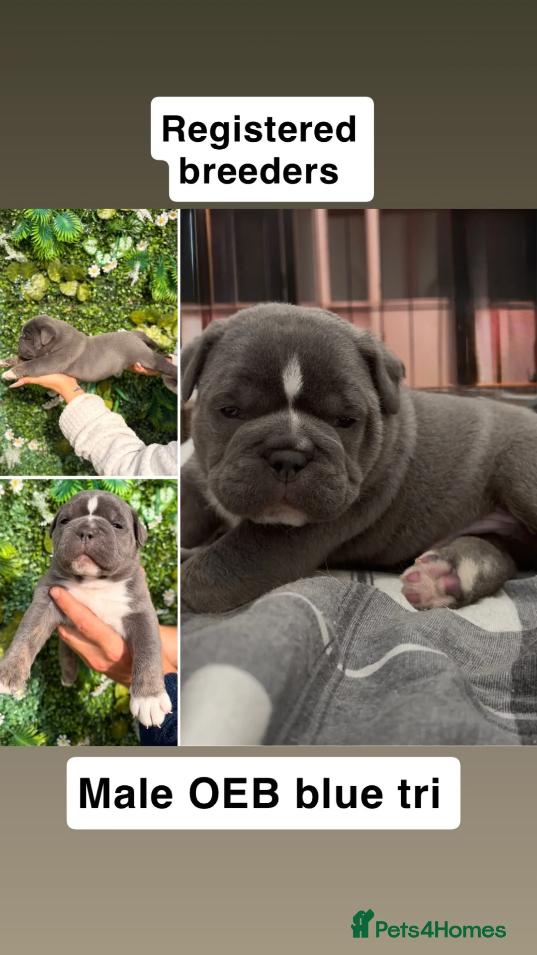 Olde English Bulldogge dogs for sale: Olde English bulldogs litter EXCEPTIONAL - Advert 2