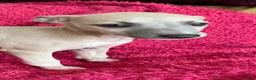 Mixed Breed dogs for sale: Stunning Wiggy’s Italian greyhound x whippet  - Advert 27