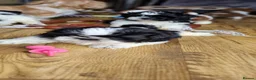 Shih Tzu dogs for sale: Shihtzu puppies - Advert 3