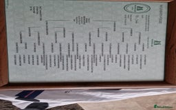 Labrador Retriever dogs for sale: Gorgeous, chunky pedigree Labrador puppy - Advert 18