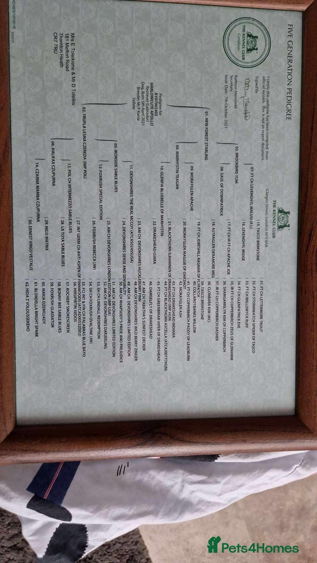 Labrador Retriever dogs for sale: Gorgeous, chunky pedigree Labrador puppy - Advert 18