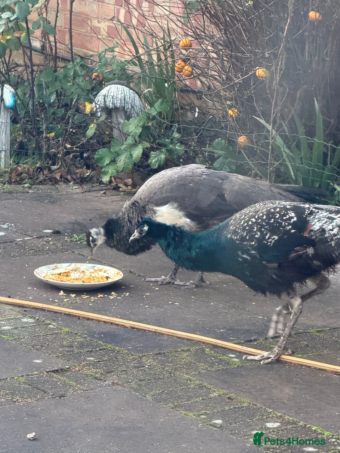 Peafowl poultry for sale: Peacock Peafowl 🦚  - Advert 4
