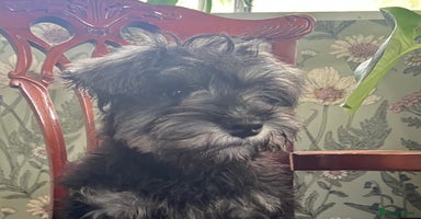 Miniature Schnauzer dogs - Advert 7