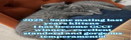 British Shorthair cats for sale: GCCF Blue BSH chunky champion lines - Advert 6