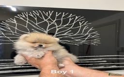 Pomeranian dogs for sale: Mini 500grams Now🔥Teddy Bear Face🧸 - Image 14