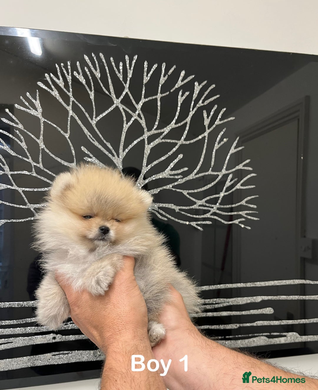 Pomeranian dogs for sale: Mini 500grams Now🔥Teddy Bear Face🧸 - Image 14