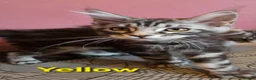 Maine Coon cats for sale: Mainecoon tica reg polydactyl kittens - Advert 7