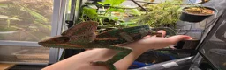 Chameleon reptiles for sale: Male and female yemen chameleon  - Advert 3