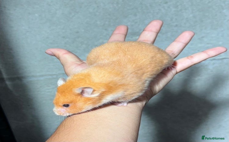 Hamster rodents - Advert 11