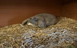 Mini Lion Lop rabbits for sale: Male and female mini lop - Advert 3