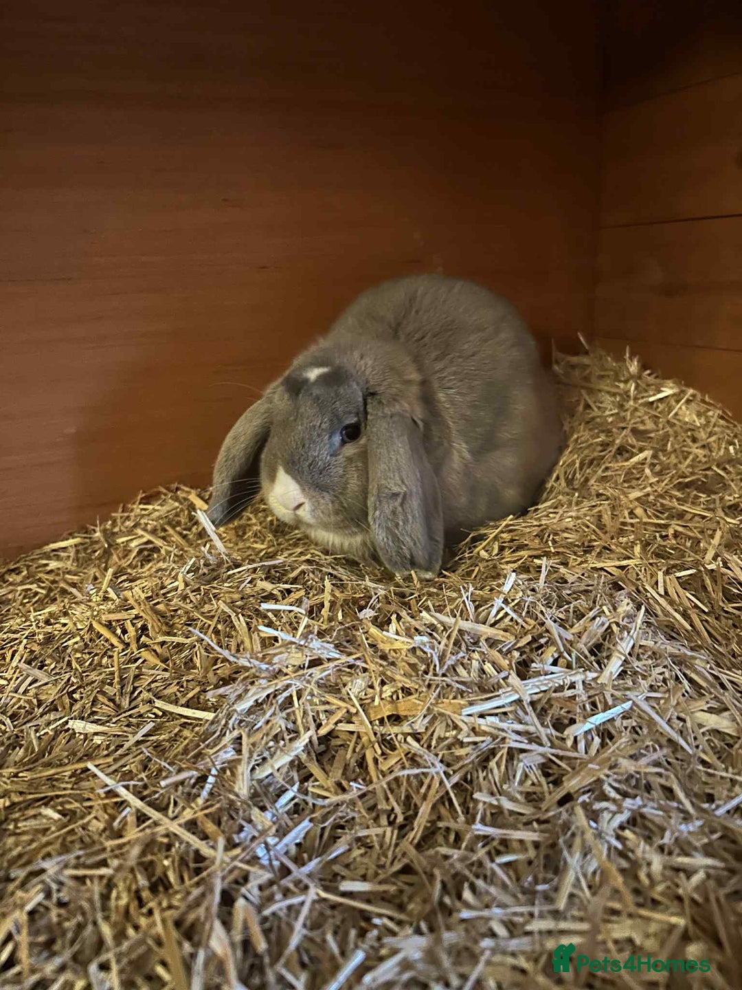 Mini Lion Lop rabbits for sale: Male and female mini lop - Advert 3