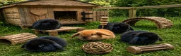 Mini Lop rabbits for sale: 5 + 2x Mini lops babies - Advert 1