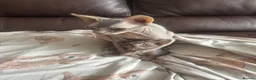 Sphynx cats for sale: READY FOR NEW HOME,2 boys still available. - Advert 19