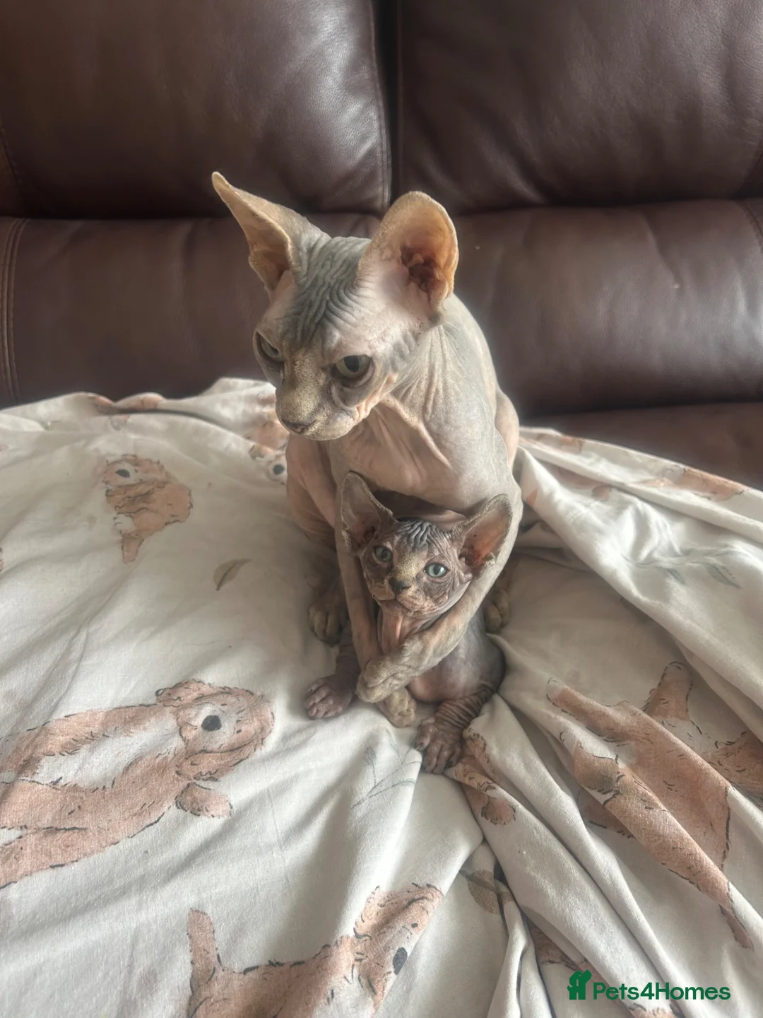 Sphynx cats for sale: READY FOR NEW HOME,2 boys still available. - Advert 19