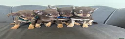 Chihuahua dogs for sale: Stunning KC Reg Chocolate Chihuahuas - Advert 8