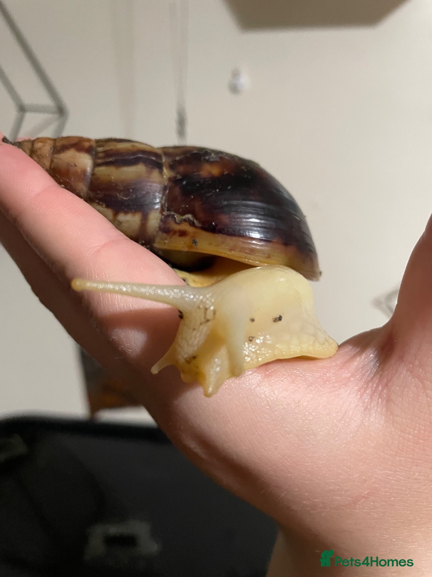 Snails invertebrates Two African land snails. Hawkins and Mr Whatsit  - Advert 5