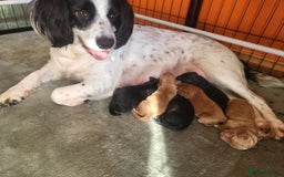 Sproodle dogs for sale: Sproodle puppies - Image 2