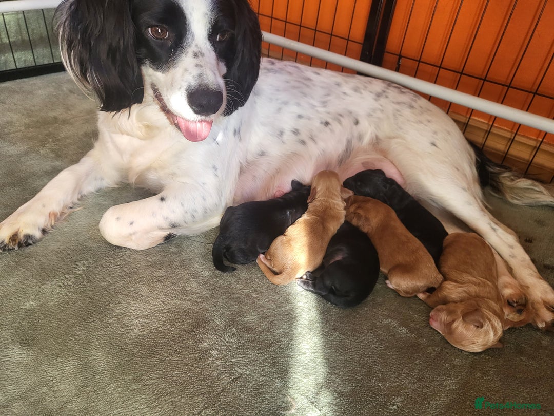 Sproodle dogs for sale: Sproodle puppies - Image 2