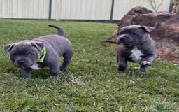 Staffordshire Bull Terrier dogs for sale: Purebred Blue staffy pups - Image 2
