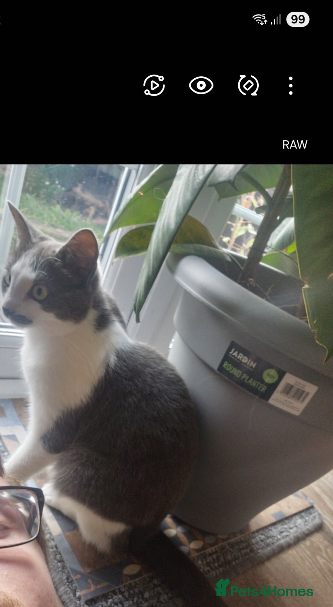 Russian Blue cats for sale: Dusty - Image 2