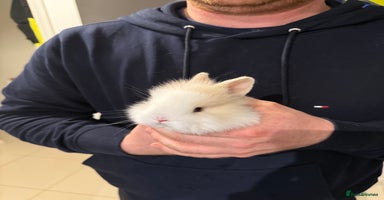 Lionhead rabbits - Advert 6