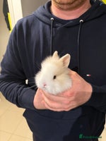 Lionhead rabbits - Advert 2