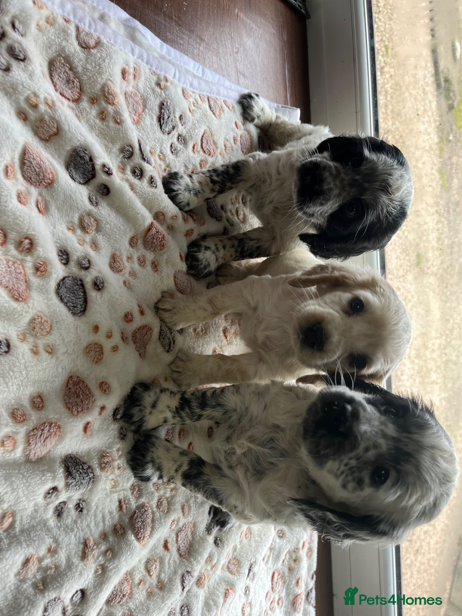Cocker Spaniel dogs Beautiful KC Reg Cocker Spaniel Pups - Advert 1