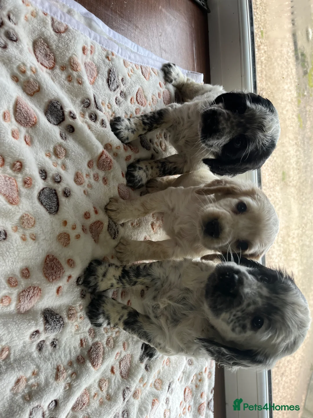 Cocker Spaniel dogs for sale: Beautiful KC Reg Cocker Spaniel Pups - Advert 1