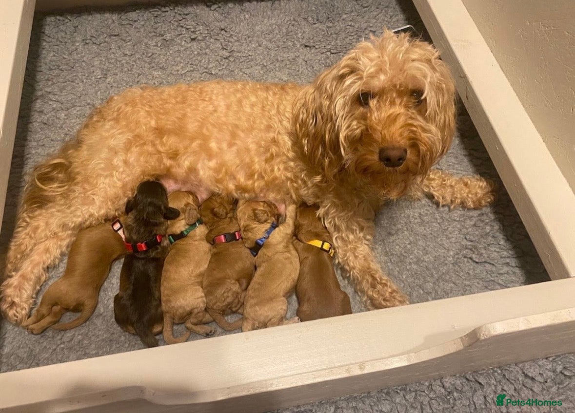 Cockapoo dogs *stunning cockapoos* in Birmingham - Advert 1