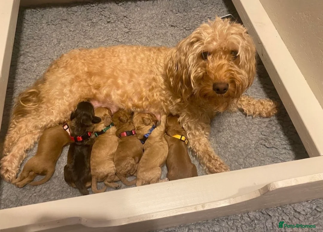 Cockapoo dogs for sale: *stunning cockapoos* - Advert 1